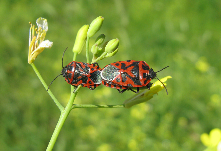 Pentatomidae: Eurydema ventrale del Lazio (Roma)